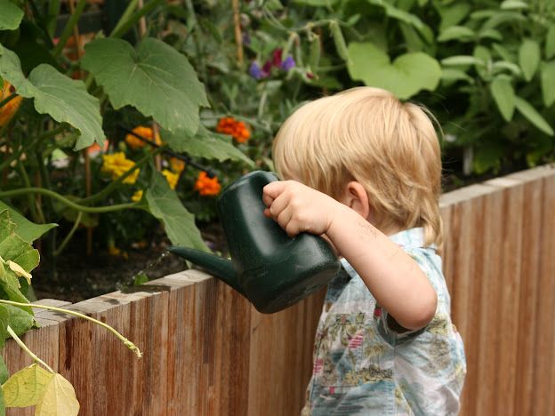 Child watering vegetables as part of a Studio Cultivate kindergarden programme