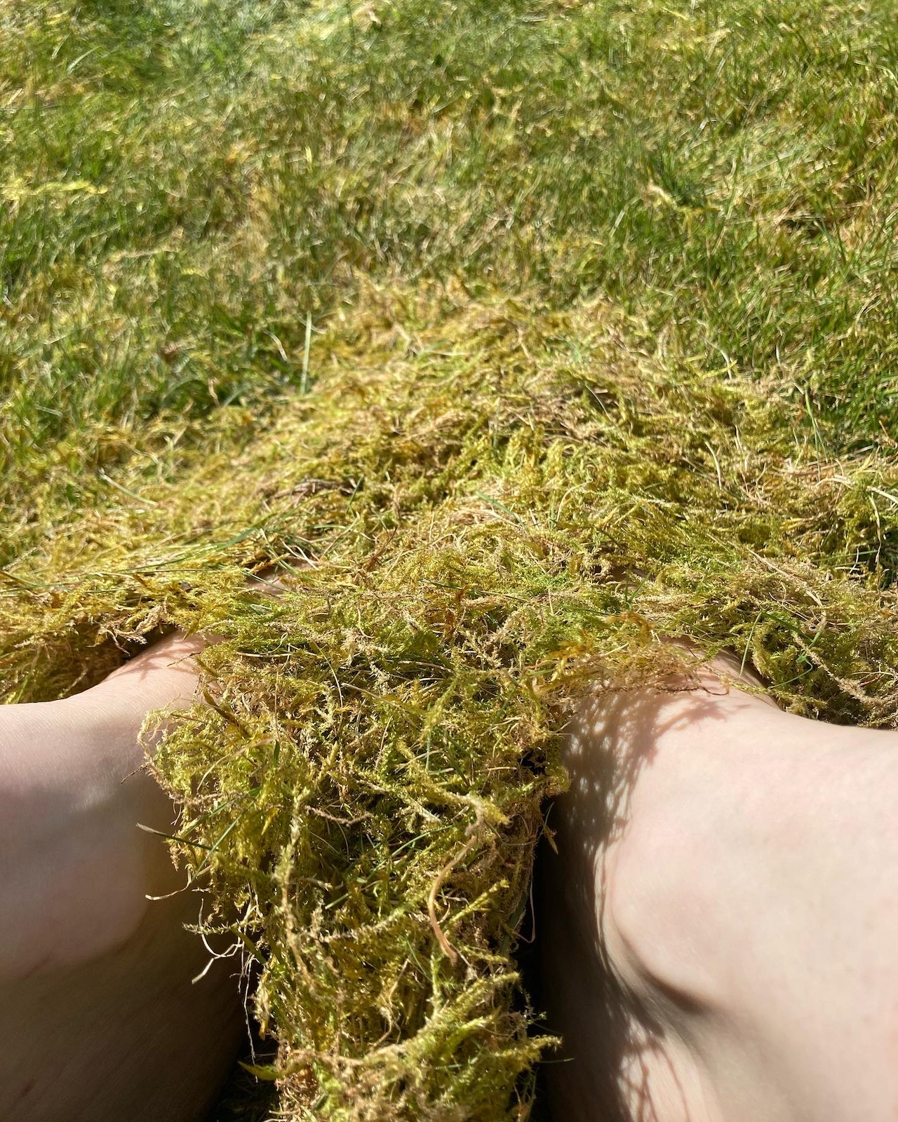 Growing roots on Artecology walk #4 Finding Ground in Fryent Credit: Rhona Eve Clews